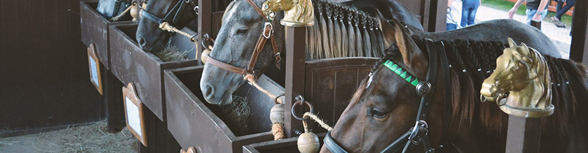 Feira Nacional do Cavalo 