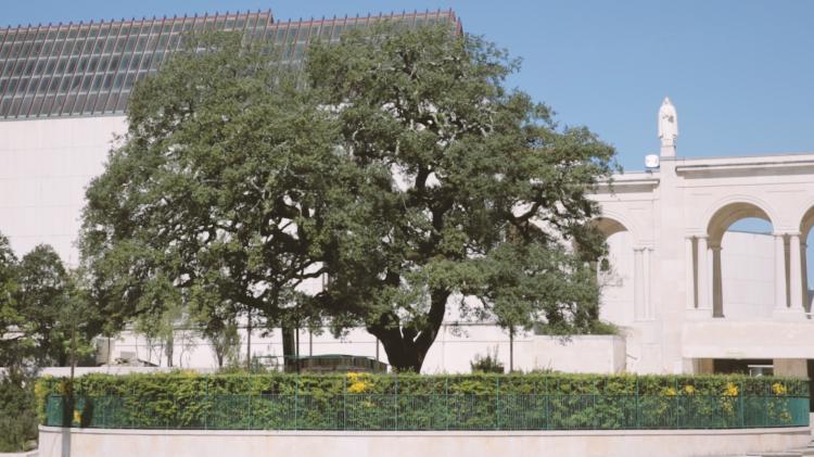 The Grand Holm Oak - InFátima