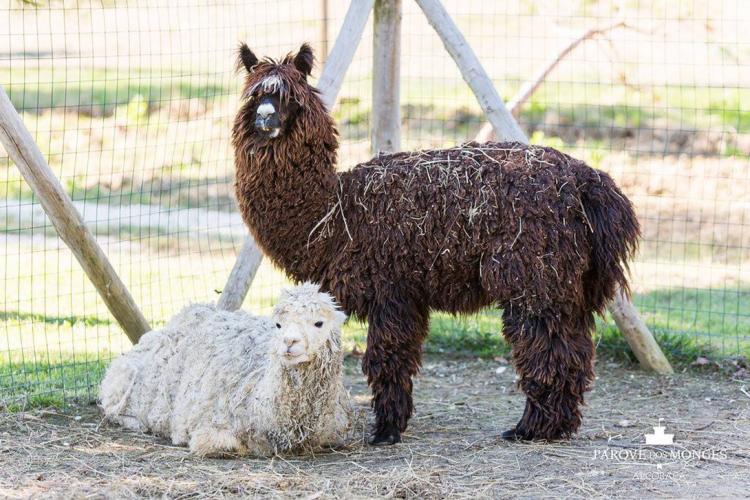 Parque Ambiental e Zoológico