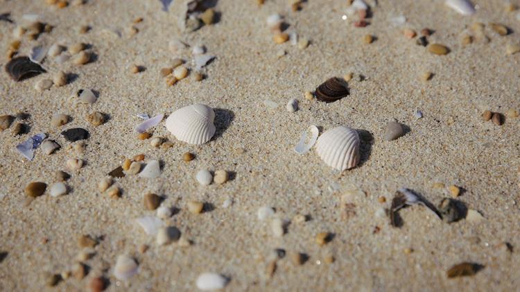{"ID":1617,"AVAILABLE":1,"DESTAQUE":0,"SUBTITLE_PT":"","SUBTITLE_EN":"","TITLE_PT":"Venha explorar: Sol & Mar","TITLE_EN":"Come and explore: Sun & Sea","TEXT_2_PT":"<p>H\u00e1 praias para todos os gostos: banhadas pelo oceano Atl\u00e2ntico e aquecidas por um sol brilhante esta costa proporciona-lhe um Ver\u00e3o inesquec\u00edvel.<br \/>Mas, se preferir o verde, os sons e a tranquilidade dos vales e montanhas, s\u00e3o tamb\u00e9m v\u00e1rias e deslumbrantes as praias fluviais que esperam por si.<\/p>","TEXT_2_EN":"<p>There is a beach for every taste: on the shore of the Atlantic Ocean with the heat of bright sunshine, this coast will ensure you have an unforgettable summer.<br \/>But if you prefer the green area, sounds, and tranquillity of the mountains and valleys, there are also various stunning fluvial beaches waiting for you.<\/p>","TEXT_1_PT":"<p><span style=\"text-decoration: underline;\"><a href=\"https:\/\/www.infatima.pt\/pt\/conhecer-a-regiao\/sol-mar\">Veja aqui<\/a><\/span> algumas das nossas sugest\u00f5es!<\/p>","TEXT_1_EN":"<p><span style=\"text-decoration: underline;\"><a href=\"https:\/\/www.infatima.pt\/en\/nearby\/sun-sea\">Click here<\/a><\/span>\u00a0to see some of our suggestions.<\/p>","IMG_1":"{_solmar_628239489f4f2.jpg,sol&mar.jpg,image\/jpeg,181979}","IMG_1_EN":"","IMG_2":"","IMG_2_EN":"","TITLE_2":"<iframe src=\"https:\/\/player.vimeo.com\/video\/222526834?title=0&byline=0&portrait=0\" width=\"100%\" height=\"360\" frameborder=\"0\" allow=\"autoplay; fullscreen\" allowfullscreen><\/iframe>","TITLE_2_EN":"","FILE_1":"","FILE_1_EN":"","PAG_PATROCINADA":null,"HORARIO_PT":"","HORARIO_EN":"","CONTACTOS":"","CONTACTOS_EN":"","COORDS_CENTER_MAP":"","COORDS_CENTER_MAP_EN":"","COORDENADAS":"","COORDENADAS_EN":"","P_DATE":"2017-06-21 00:00:00","SEQ":10,"PARENT_ID":1616,"TEMPLATE_ID":1,"EXPAND":0,"PERMALINK":"venha-explorar-sol-mar","PERMALINK_EN":"come-and-explore-sun-sea"} - InFátima
